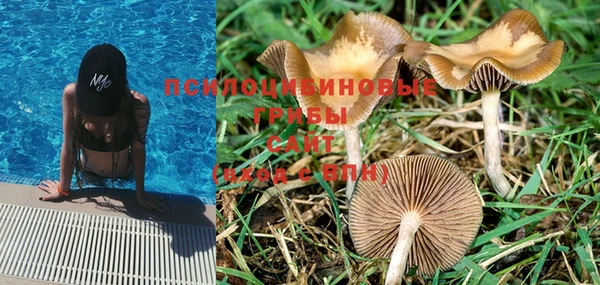 PSILOCYBIN Елизово